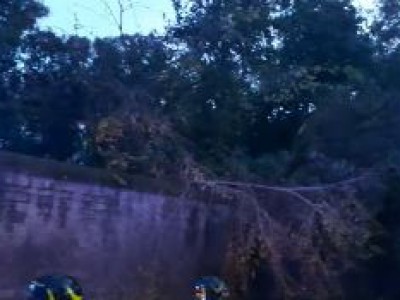 Video. Caserta. Chiuse alcune strade. Dal parco della Reggia cade grosso albero
