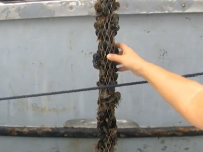 Video. Aggiornamento sull'epatite A in provincia di Caserta. Parla il Direttore Generale dell'ASL, dott. Antonio Limone