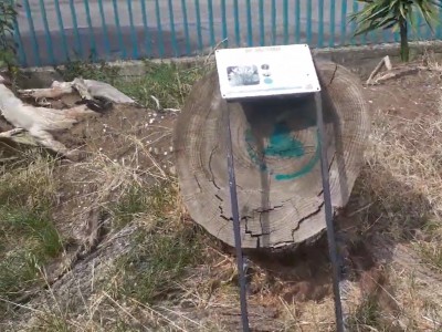 Video. Caserta abbandonata. Via Gemito: da Percorso Botanico a villetta trascurata, sporca e fatiscente