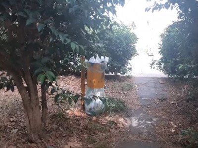 Video. Caserta abbandonata. Spazio verde in via Fratelli Correra (Rione Tescione): non si riesce quasi ad accedere all'interno 