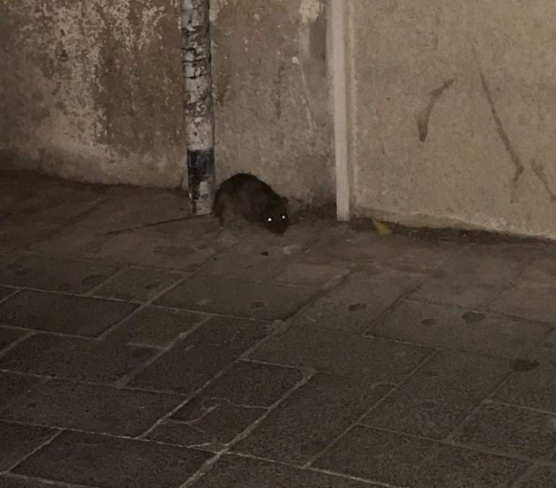 Ci Mancava Pure La Febbre Del Topo Oltre 200 Casi In Slovenia 1 In Italia